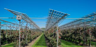 Obstbaumreihen und darüber die Solarpaneele der AGro-PV-Anlage