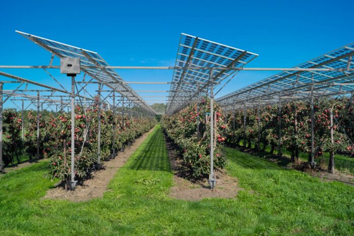 Obstbaumreihen und darüber die Solarpaneele der AGro-PV-Anlage