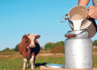Ein Bauer leert Milch in eine Milchkanne. Im Hintergrund steht eine Kuh.