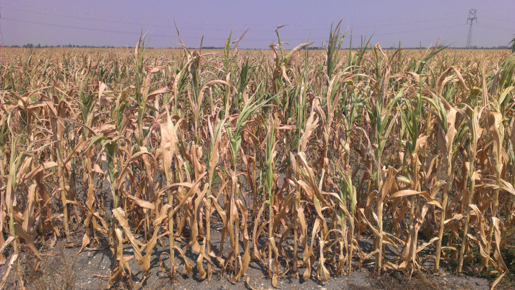 Dürreschäden bei Mais