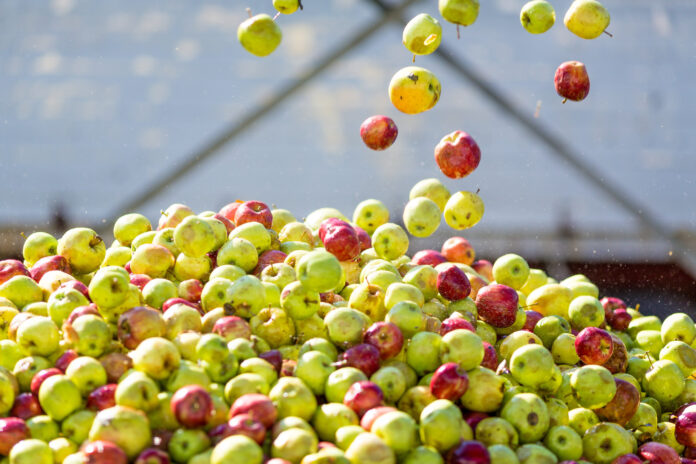 Äpfel fallen auf einen Haufen