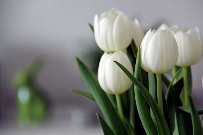 Ein Strauß regionaler Tulpen zum Valentinstag