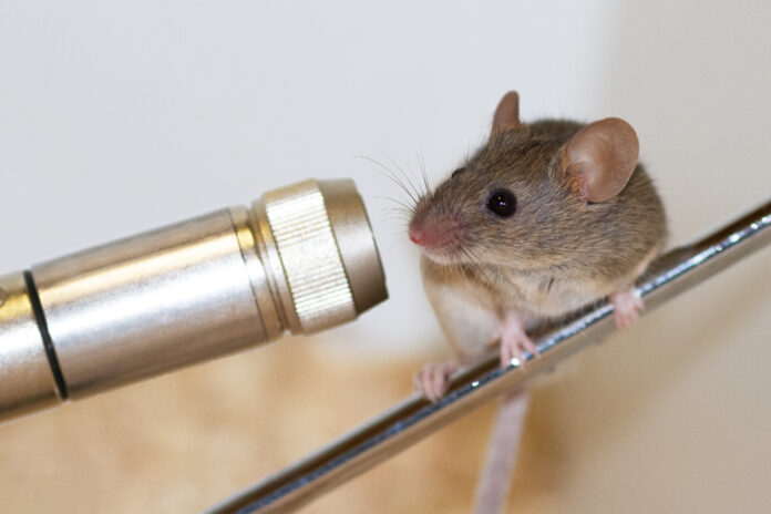 Maus vor einem Mikrofon