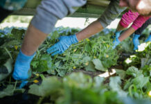 Bei Österreichs größtem Sauergemüsehersteller Efko ist die Gurkenernte Handarbeit