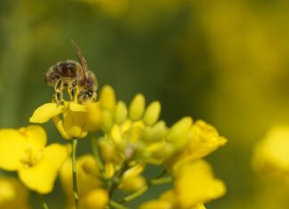 Eine Biene auf einer Rapsblüte