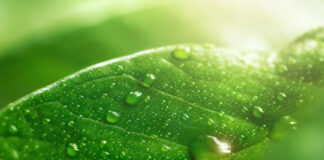 Eine Nahaufnahme eines grünen Blattes mit Wassertropfen als Symbolbild für den Green Deal