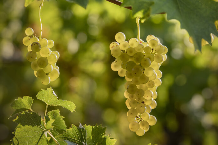 Weintrauben im Weingarten