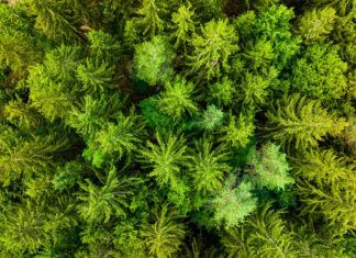 Ein artenreicher Mischwald bietet den besten Schutz gegen die Folgen des Klimawandels.