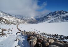Transhumanz in den Ötztaler Alpen gehört zum Immateriellen Kulturerbe