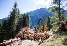 Forstarbeiten in Kärnten