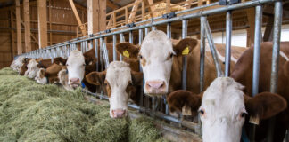 Heumilch-Kühe im Stall