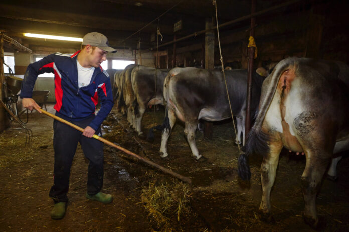 Symbobild für Hofübernahme: Junger Landwirt im Kuhstall