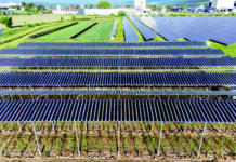 Das „Öko-Solar-Biotop Pöchlarn“ der RWA Solar Solutions ist eines der größten Versuchsfelder für Agri-PV.