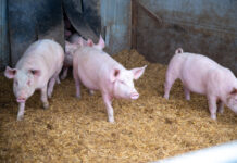 Drei Schweine kommen aus dem Stall, als Symbolbild für Tierhaltung