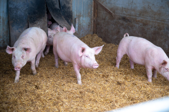 Drei Schweine kommen aus dem Stall, als Symbolbild für Tierhaltung