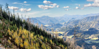 Der Borkenkäfer macht den Bundesforsten zu schaffen – hier wachsen auf betroffenen Flächen im ÖBf-Forstbetrieb Steiermark bei Mariazell wieder Jungbäume nach.