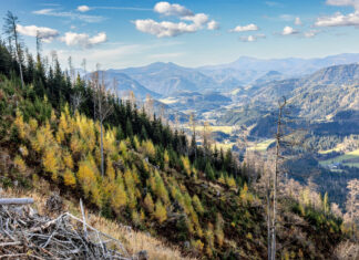Der Borkenkäfer macht den Bundesforsten zu schaffen – hier wachsen auf betroffenen Flächen im ÖBf-Forstbetrieb Steiermark bei Mariazell wieder Jungbäume nach.