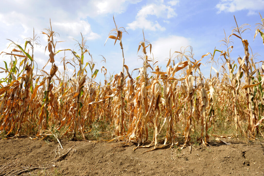 Symbolbild für Klimawandel: Maispflanzen mit Dürreschäden