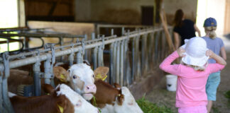 Kinder in einem Kuhstall als Symbolbild für Landwirtschaft