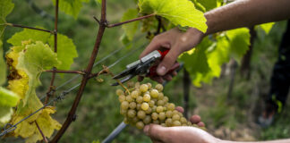 Weinernte