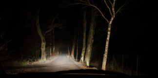 Reh am Straßenrand in der Dämmerung als Symbolbild für Wildunfälle