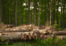 Gefällte Bäume im Wald als Symbolbild für die EU-Entwaldungsverordnung