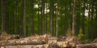 Gefällte Bäume im Wald als Symbolbild für die EU-Entwaldungsverordnung