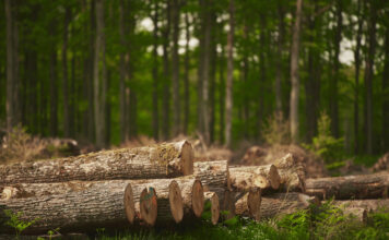 Gefällte Bäume im Wald als Symbolbild für die EU-Entwaldungsverordnung