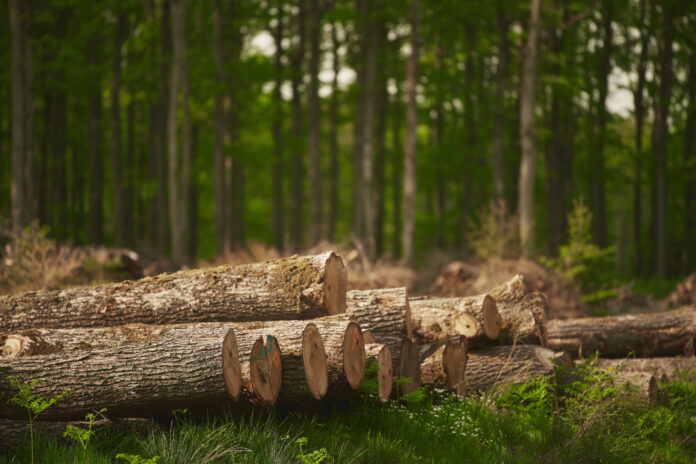 Gefällte Bäume im Wald als Symbolbild für die EU-Entwaldungsverordnung