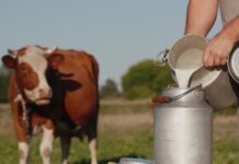 Milchkuh und Milchkanne als Symbolbild für Milch