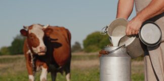 Milchkuh und Milchkanne als Symbolbild für Milch