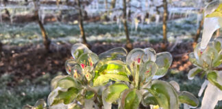 Eisumhüllte Blüten nach Frostschutzberegnung als Sy,bolbild für die Folgen des Klimawandels