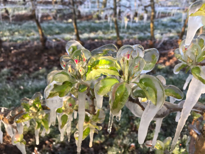 Eisumhüllte Blüten nach Frostschutzberegnung als Sy,bolbild für die Folgen des Klimawandels