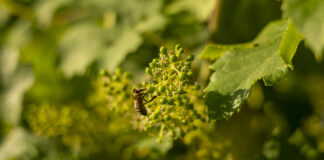 Auch Insekten und andere Tiere profitieren vom nachhaltigen Weinbau.