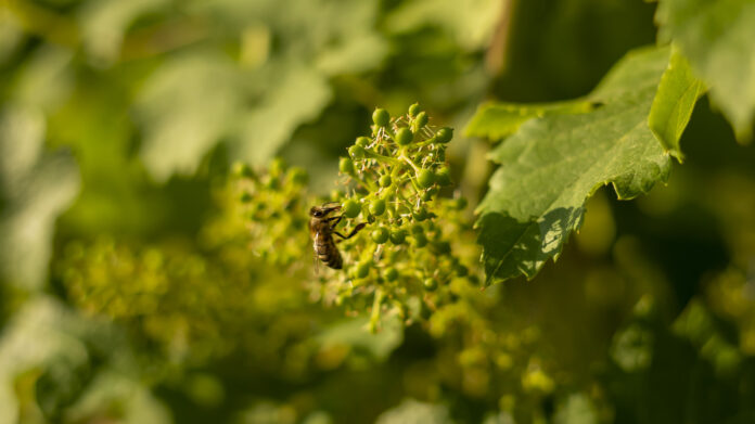 Auch Insekten und andere Tiere profitieren vom nachhaltigen Weinbau.