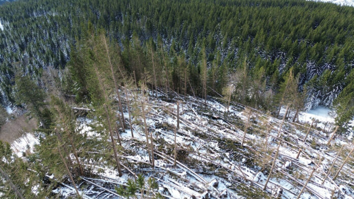 Sturmschäden im Bundesforste-Revier Hintersee im Flachgau-Tennengau