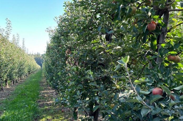 Austria Juice setzt auf nachhaltigen Apfelanbau.