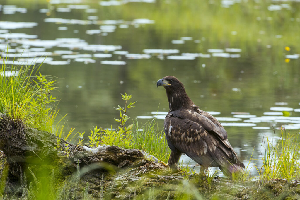 Seeadler in der Au