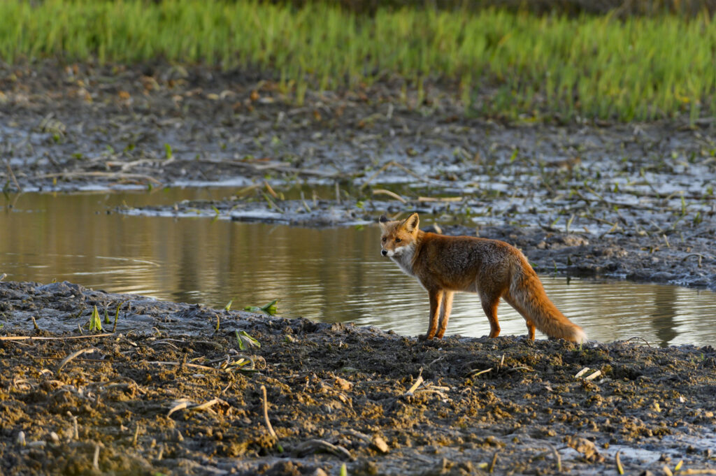 Fuchs in der Au