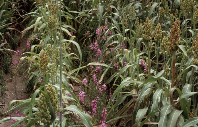 Striga hermonthica in einem Hirsefeld