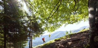 Ein Wanderer im Wald