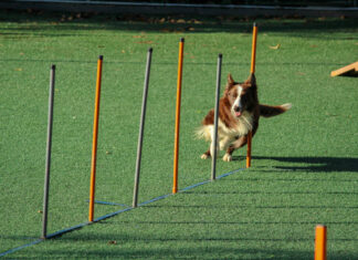Hund am Trainingsplatz läuft Slalom als Symbolbild für die genossenschaft Dogaudit