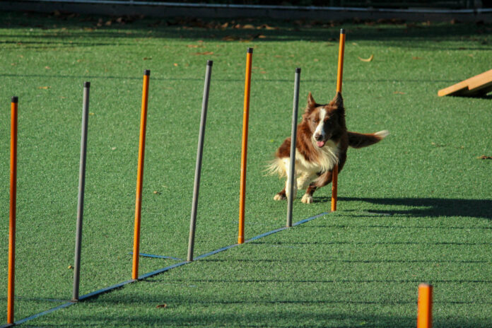 Hund am Trainingsplatz läuft Slalom als Symbolbild für die genossenschaft Dogaudit
