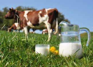 Milchglas und -krug mit Kühen im Hintergrund