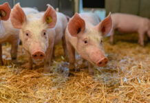Bio Schweine im Stall