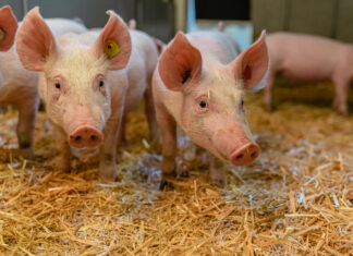 Bio Schweine im Stall