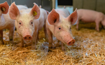 Bio Schweine im Stall