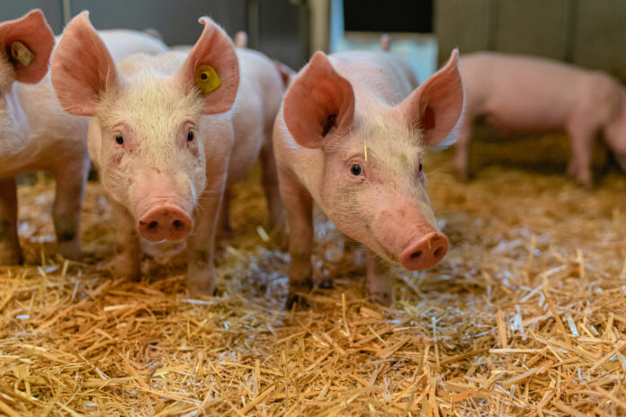 Bio Schweine im Stall