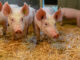 Bio Schweine im Stall