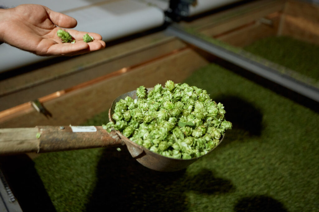 Rohhopfen in der Trocknung